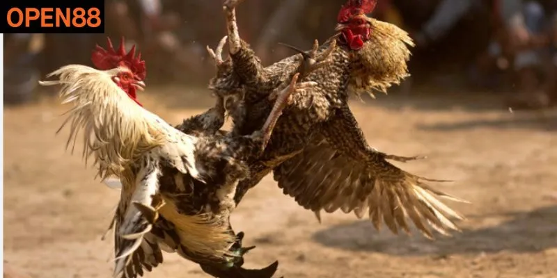 Giải mã bí kíp đá gà từ cao thủ